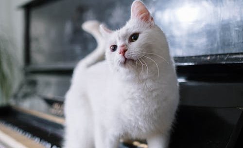 Que devez-vous savoir sur la sterilisation de la chatte ?